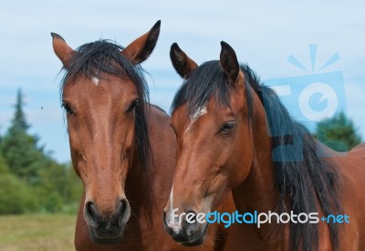 Fellow Horses Stock Photo