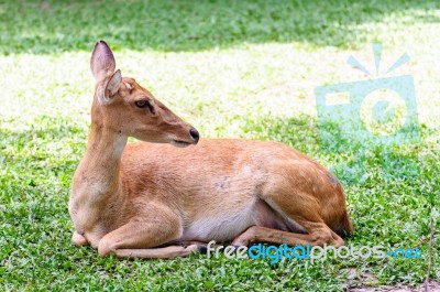 Female Antelope On Ground Stock Photo