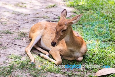 Female Antelope On Ground Stock Photo