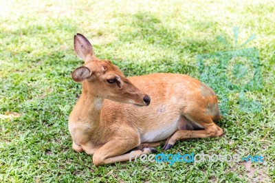 Female Antelope On Ground Stock Photo