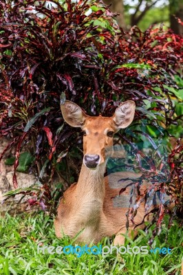 Female Antelope On Ground In Park Stock Photo