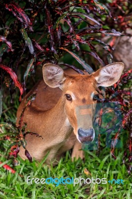 Female Antelope On Ground In Park Stock Photo