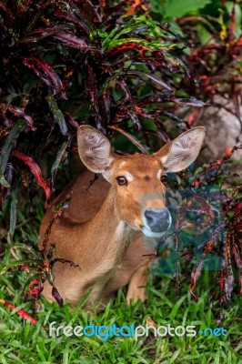 Female Antelope On Ground In Park Stock Photo