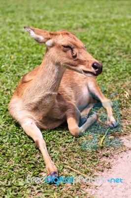 Female Antelope On Ground In Park Stock Photo