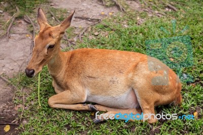 Female Antelope On Ground In Park Stock Photo