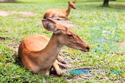 Female Antelope On Ground In Park Stock Photo