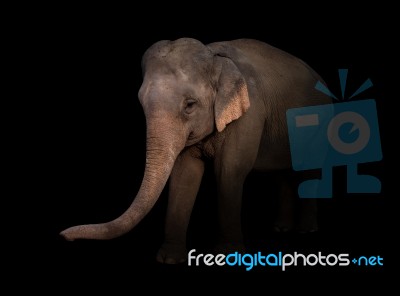 Female Asia Elephant In The Dark Stock Photo