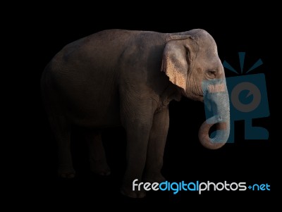 Female Asia Elephant In The Dark Stock Photo