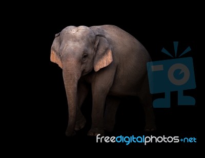 Female Asia Elephant In The Dark Stock Photo