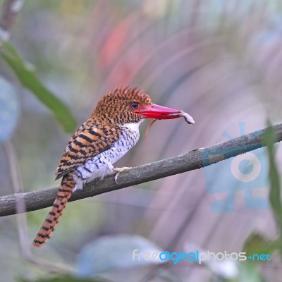 Female Banded Kingfisher Stock Photo