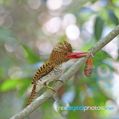 Female Banded Kingfisher Stock Photo