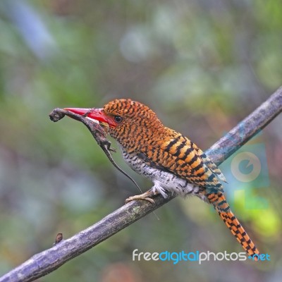 Female Banded Kingfisher Stock Photo