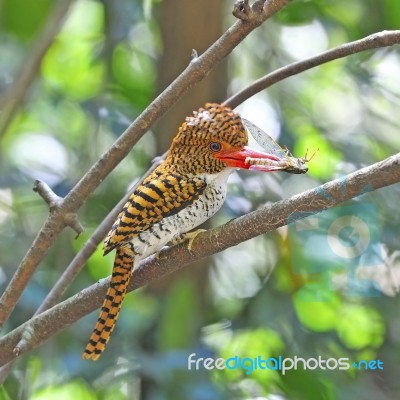 Female Banded Kingfisher Stock Photo