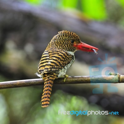 Female Banded Kingfisher Stock Photo