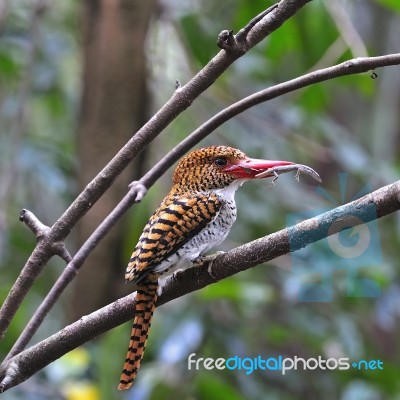 Female Banded Kingfisher Stock Photo