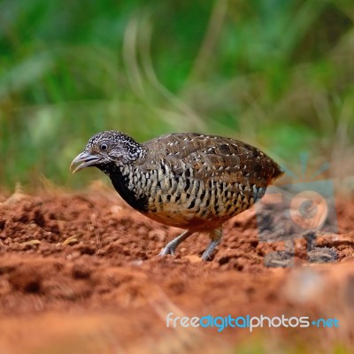 Female Barred Buttonquail Stock Photo