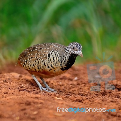 Female Barred Buttonquail Stock Photo