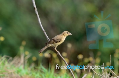 Female Baya Weaver Stock Photo