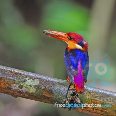 Female Black-backed Kingfisher Stock Photo