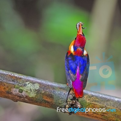 Female Black-backed Kingfisher Stock Photo