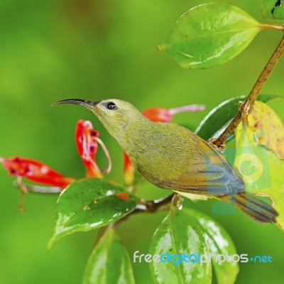 Female Black-throated Sunbird Stock Photo