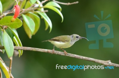 Female Black Throated Sunbird Stock Photo