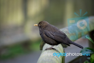 Female Blackbird (turdus Merula) Stock Photo