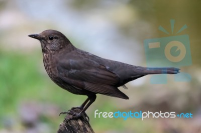 Female Blackbird (turdus Merula) Stock Photo