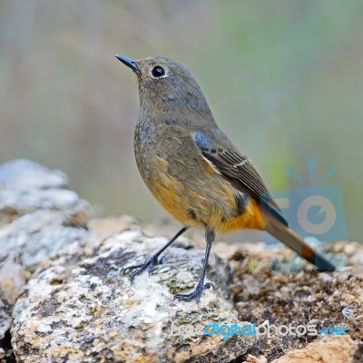 Female Blue-fronted Redstart Stock Photo