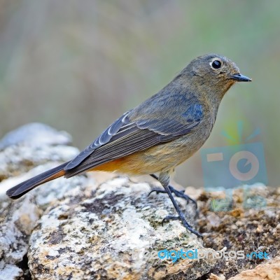 Female Blue-fronted Redstart Stock Photo