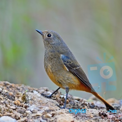 Female Blue-fronted Redstart Stock Photo