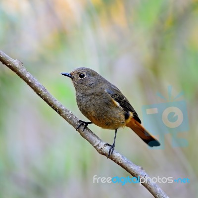 Female Blue-fronted Redstart Stock Photo