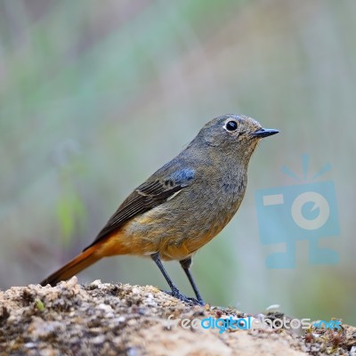 Female Blue-fronted Redstart Stock Photo