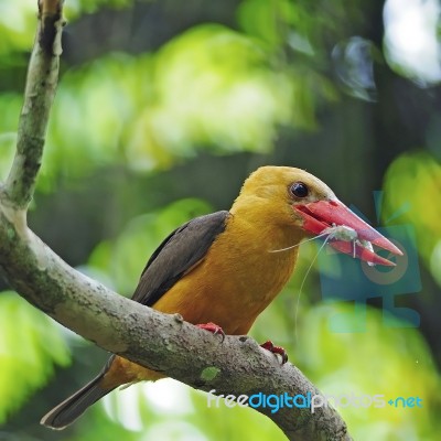 Female Brown-winged Kingfisher Stock Photo