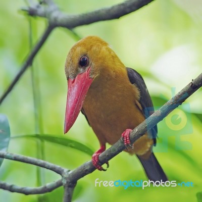 Female Brown-winged Kingfisher Stock Photo