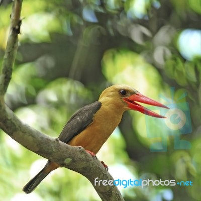 Female Brown-winged Kingfisher Stock Photo