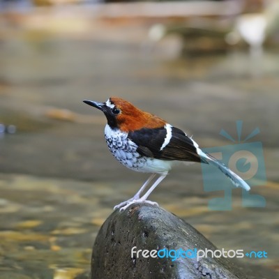 Female Chestnut-naped Forktail Stock Photo