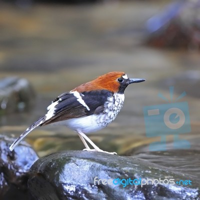 Female Chestnut-naped Forktail Stock Photo