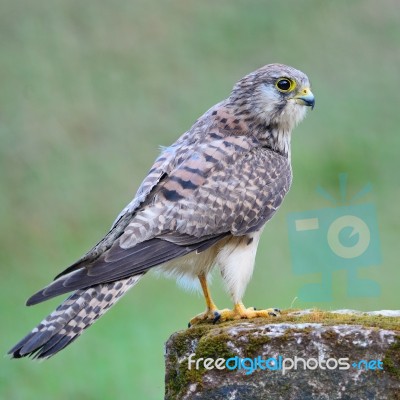 Female Common Kestrel Stock Photo