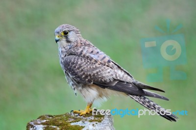 Female Common Kestrel Stock Photo