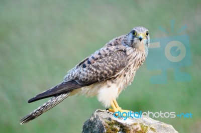 Female Common Kestrel Stock Photo