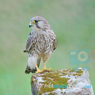 Female Common Kestrel Stock Photo