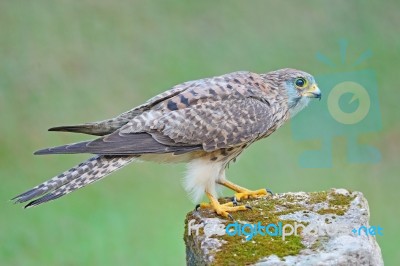 Female Common Kestrel Stock Photo