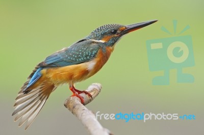 Female Common Kingfisher Stock Photo