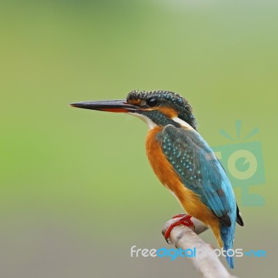 Female Common Kingfisher Stock Photo