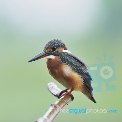 Female Common Kingfisher Stock Photo