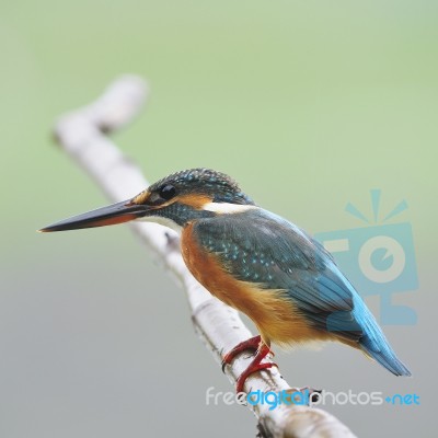 Female Common Kingfisher Stock Photo