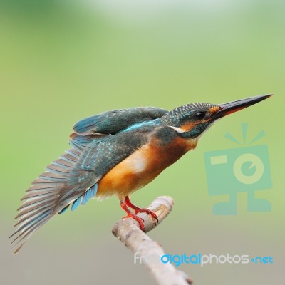 Female Common Kingfisher Stock Photo