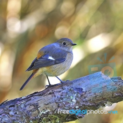 Female Daurian Redstart Stock Photo