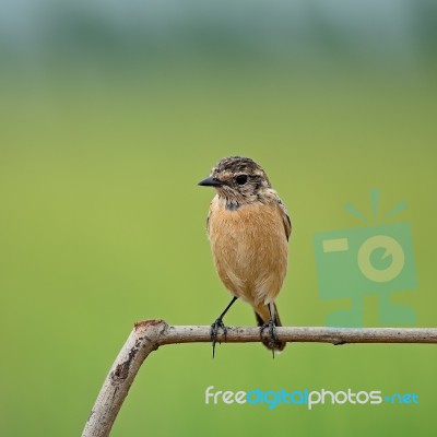 Female Eastern Stonechat Stock Photo